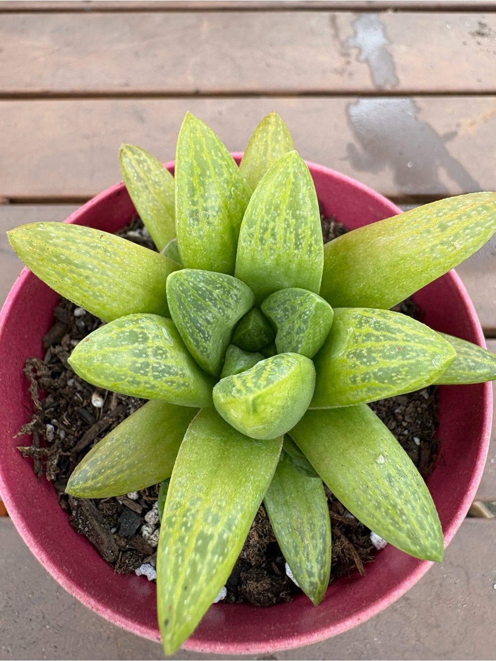 Haworthia Green Succulent in Pink Pot - Home Accents